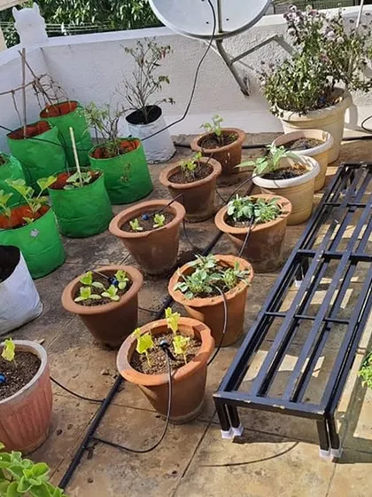 A rooftop vegetable garden organized with our metal stands. Using stands keeps the pots off the hot terrace floor and makes tending to the plants much easier.