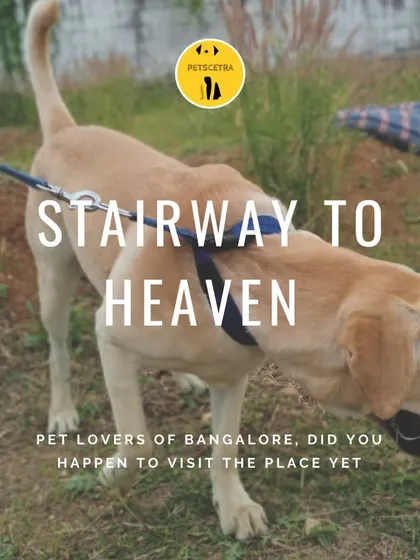 For your furball, a stay at Petscetra is their stairway to heaven. This includes plenty of outdoor time and walks, like this one with a happy Labrador.