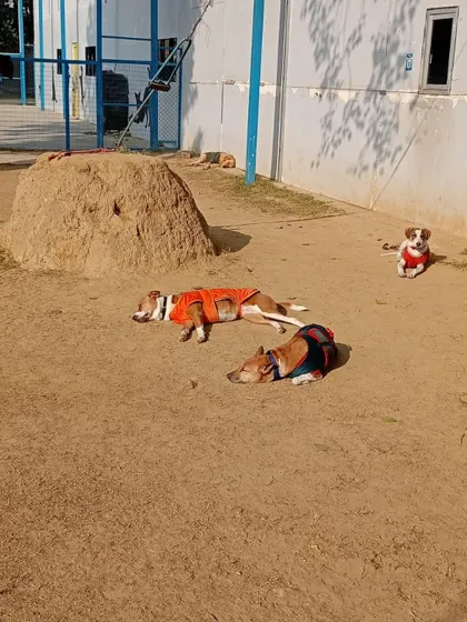Sometimes we wish we were a dog, enjoying a warm winter morning nap in the sun with friends.
