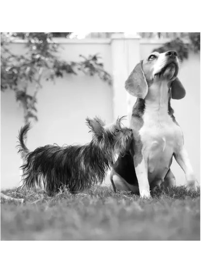 A black and white photo of Yuki the Yorkie playfully interacting with her big sister Coco the Beagle, a cherished memory of their friendship.