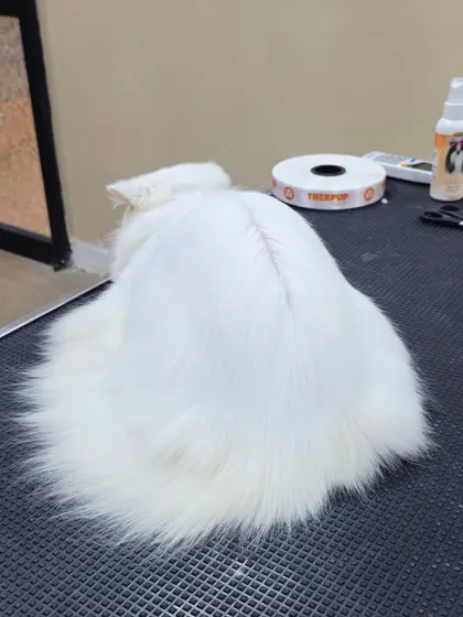 The back of a perfectly groomed Persian cat. The fur is smooth, clean, and free of tangles.