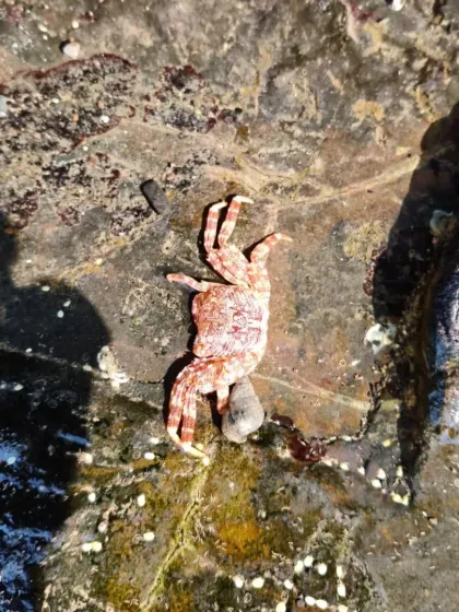 A small crab scuttles across the rocks. Our shore walks are full of these exciting little encounters that teach kids about coastal ecosystems.