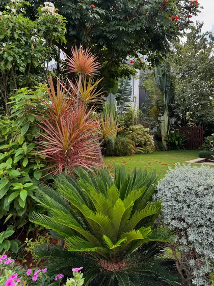 Looking past the bright new growth of a Cycad into the deeper layers of the garden. We design with depth in mind, creating views that draw you in.