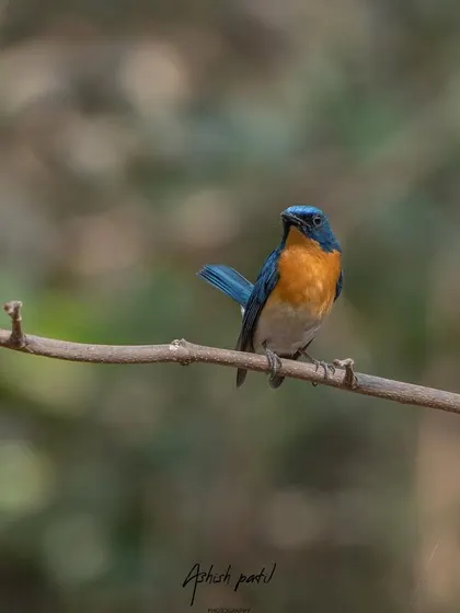A Tickell's Blue Flycatcher, a small but vibrant resident of our forests. This shot captures its beautiful blue and orange plumage.