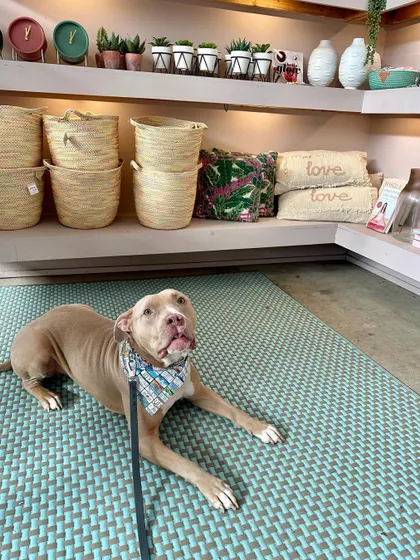 Crash struggled with a fear of men and stubbornness. We worked on fundamentals and exposed him to new people in a positive way to rebuild his trust.
