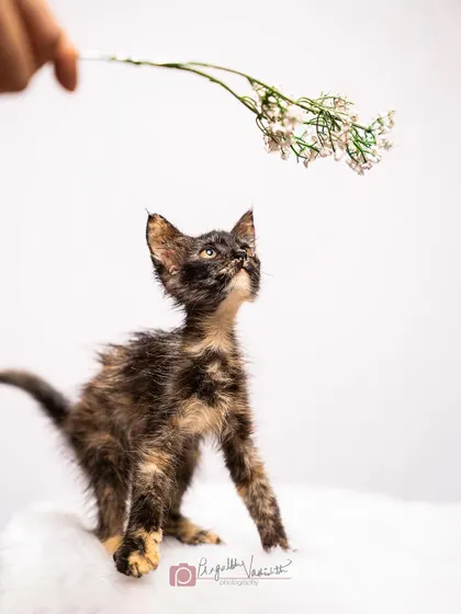The moment before the pounce. This little kitten is about to launch herself at the flower, a perfect action shot in the making.