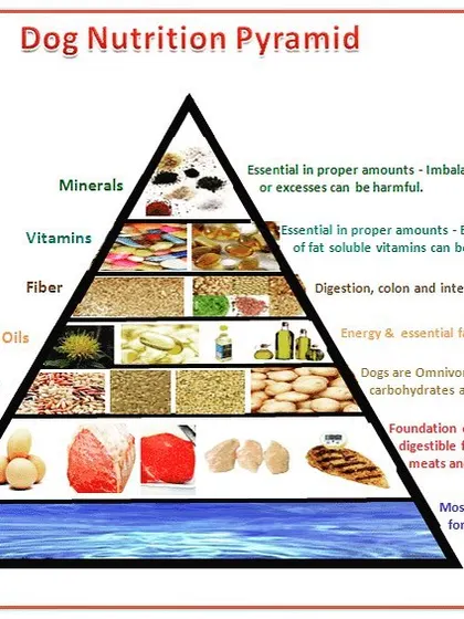 Proper nutrition is the foundation of your dog's health. This dog nutrition pyramid shows the ideal balance of water, protein, carbs, and vitamins that we use as a basis for our dietary recommendations during a wellness consultation.
