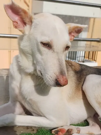 A quiet moment with a gentle white Indie. Their calm demeanor makes them wonderful companions for any kind of household.