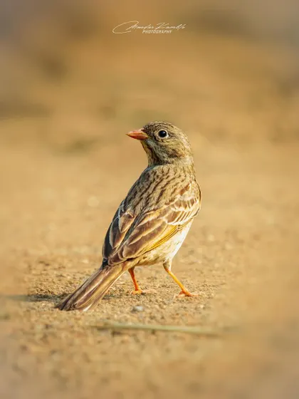 A Grey-necked Bunting on the ground. The low angle and soft focus on the foreground and background draw the viewer's attention directly to the bird.