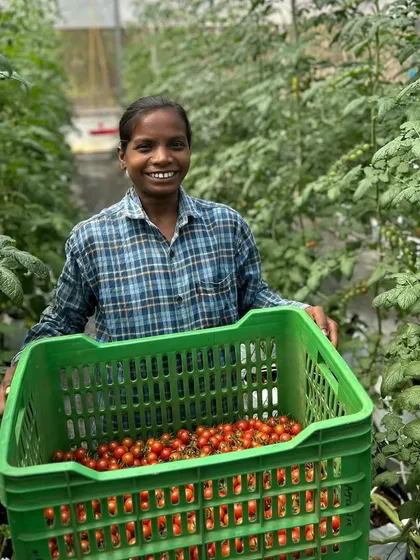 Selena, a valued member of our farm team, with a crate full of freshly harvested cherry tomatoes. Her smile reflects the joy and pride we take in growing nutritious, high-quality produce for our community.