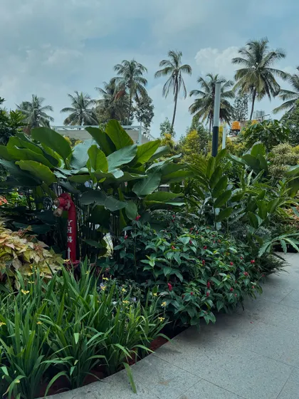 The same garden, less than a year after planting. You can see how quickly the plant communities establish themselves, with the torch ginger beginning to add its final layer of height.
