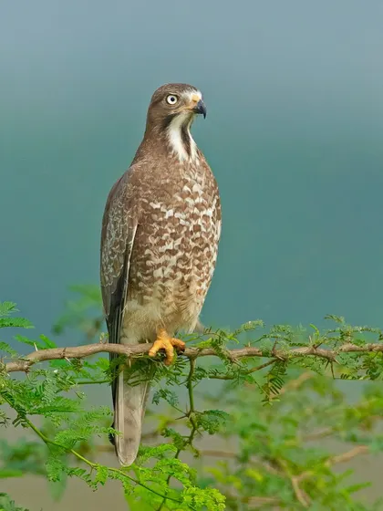A White-eyed Buzzard perched in a thorny tree. Its striking white eyes give it a unique and intense expression.