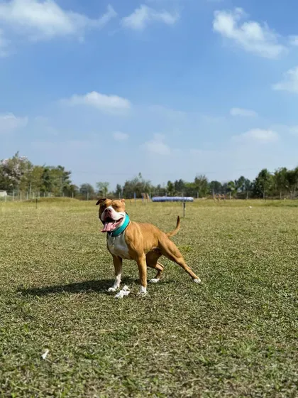 A happy dog standing proud in our wide-open field, with plenty of space to run and play.