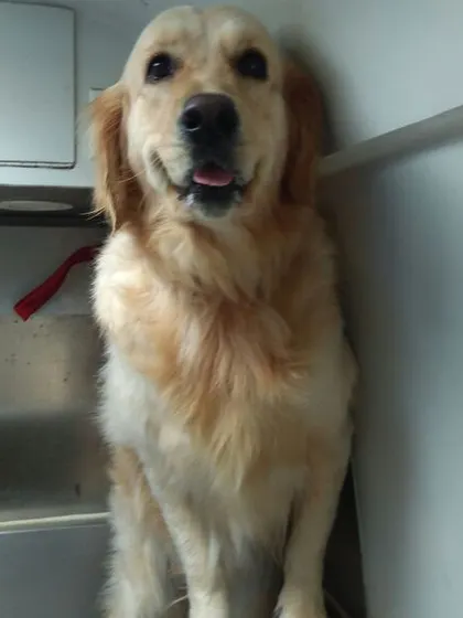 This beautiful Golden Retriever is waiting patiently for its turn in our mobile grooming unit. We create a calm and safe environment to make sure even first-timers or anxious dogs feel comfortable with us.