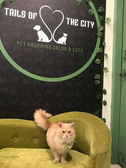 Ozzy the Persian cat is looking curious and clean. Regular grooming is important for long-haired cats to maintain healthy skin and a beautiful coat.