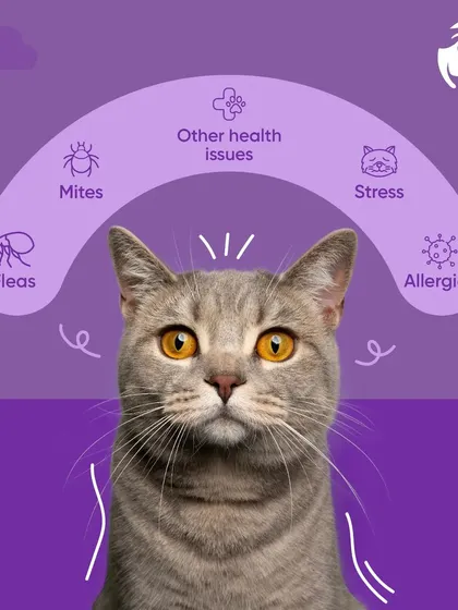 There are several reasons for excessive grooming in cats, including fleas, mites, allergies, stress, or other health issues. This visual guide helps you understand the potential causes. I can help you pinpoint the exact problem.