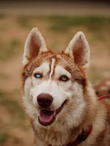 A beautiful close-up of Luna, the adopted Husky with heterochromia. Her unique eyes are just one of the many things that make her special.