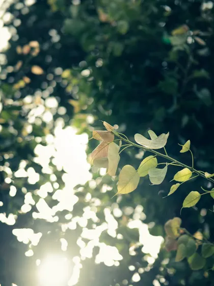 Sunlight filtering through leaves. The preset gives the highlights a cool, bright feel, creating a fresh and airy image.