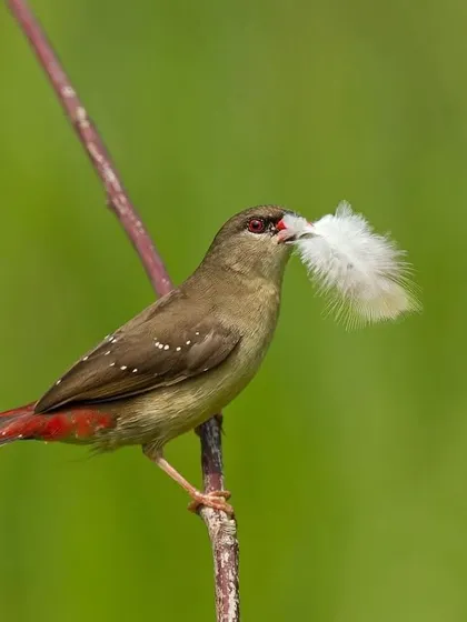 A female Red Avadavat with a fluffy white feather for her nest.