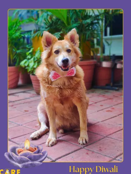 This fluffy Indie mix is ready for the festivities. Her sweet smile can light up any room.