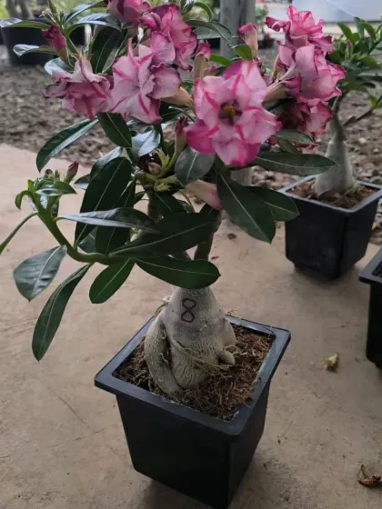 A beautiful pink and white striped Desert Rose.