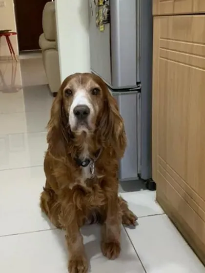 The same sweet face, just a few years older. Roober waiting patiently, a familiar sight.