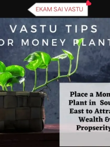 A clear and simple Vastu tip of the week. Placing a money plant in the South-East, the zone of fire and wealth, helps activate financial abundance.