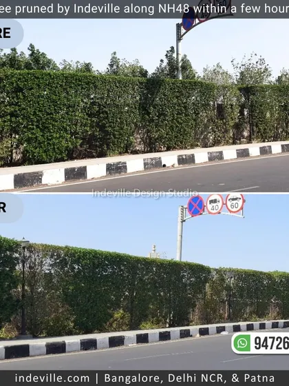 A duplicate image showing the long, neatly trimmed hedge, highlighting the scale and quality of our maintenance work.