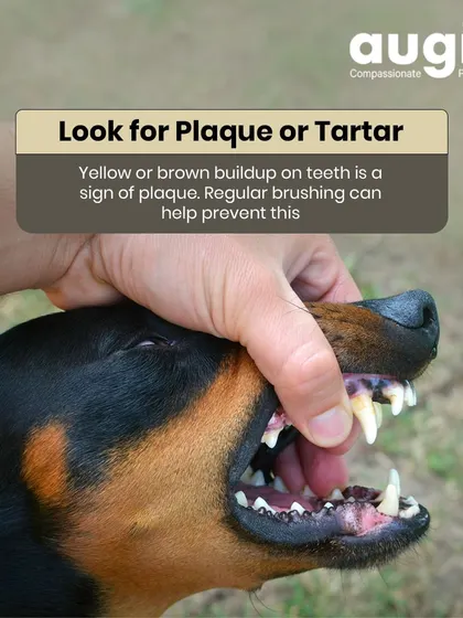 Look for plaque or tartar on your dog's teeth. A yellow or brown buildup is a sign of plaque, which can lead to dental disease. Regular brushing is the best way to prevent this.