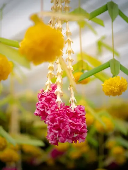 A close-up of hanging floral decor, showing the intricate details of jasmine and marigold strings used in a traditional mandap.