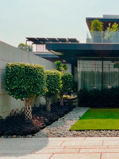 Braided Ficus trees line this walkway, adding an artistic and sculptural element to the garden. The dark mulch and river rock border create a clean, defined edge against the lawn.