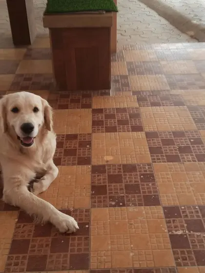 This golden retriever is content just to lie down and relax in the cool indoor space.