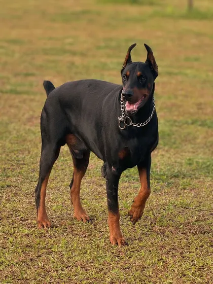 A stunning Doberman looking powerful and elegant as it strolls through the park.