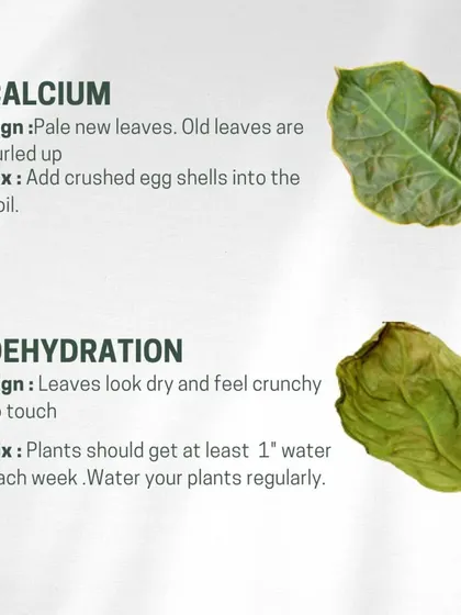 Curled new leaves can signal a lack of calcium, which adding crushed eggshells to the soil can fix. If leaves look dry and feel crunchy, your plant is dehydrated and needs more consistent watering.