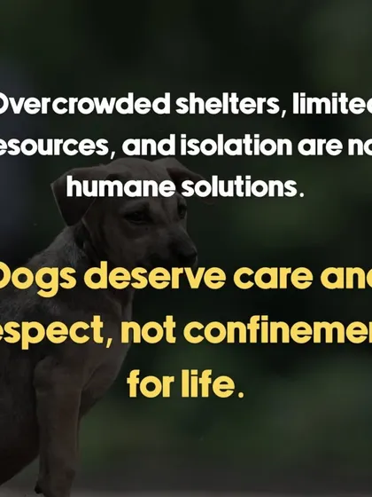 Confinement in overcrowded shelters is not a humane solution. This post was created to argue for care and respect for dogs, not a life sentence in a shelter.