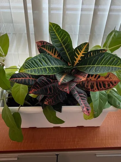 A colorful Croton plant mixed with other foliage in a planter, adding a splash of color to a desk or table.