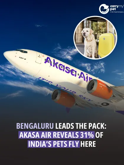 An interesting statistic from Akasa Air reveals that Bengaluru is the top destination for pet travel in India, accounting for 31% of all pets flown on the airline.