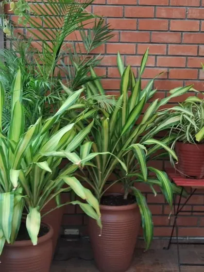 A corner of a covered balcony filled with lush Dracaena 'Song of India' plants in terracotta pots. Their bright, variegated leaves bring a cheerful and tropical feel to the space.