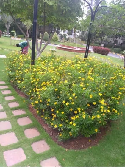 A manicured garden bed filled with bright yellow flowers, surrounded by a healthy lawn and a stone pathway. This shows my work in creating vibrant, multi-layered gardens.