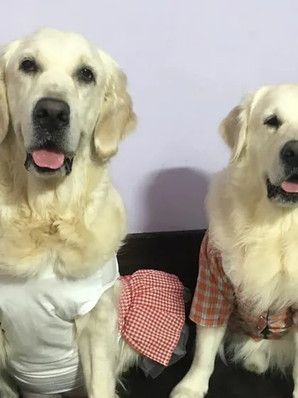 While it's not natural for dogs to wear clothes, it can be a fun activity if done correctly. The key is to build positive associations and ensure the dog is comfortable and not stressed. Here are some of our favorite dress-up moments.