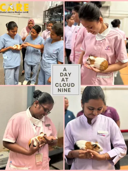 We conducted a therapy session for the staff of Cloud Nine Hospital, Malleswaram. Caregivers need care too, and spending time with our guinea pigs and puppies brought smiles to everyone's faces.