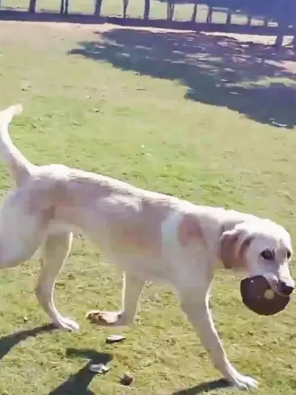 Akku proudly trotting back with his prize. The simple joy of a successful game of fetch is written all over his face.