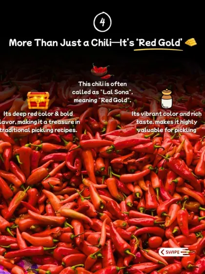 This chilli is often called "Lal Sona" or "Red Gold" for its deep red colour and bold flavour, making it a treasure in traditional pickling recipes.