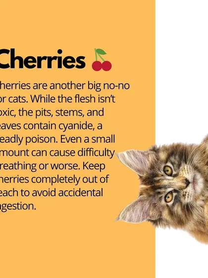 The pits, stems, and leaves of cherries contain cyanide, which is poisonous to cats. While the flesh isn't toxic, the risk from the other parts is too high.