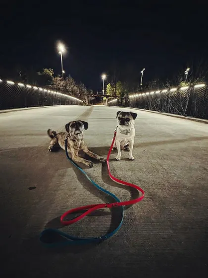 A duplicate image of Pippa and Elvis on a night walk after their refresher training.