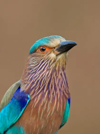A detailed close-up of an Indian Roller's head and chest, showing the intricate feather patterns.