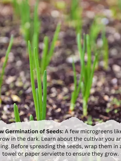 If your seeds are germinating slowly, it might be because they need darkness. Some varieties, like those shown here, benefit from being covered for the first few days.