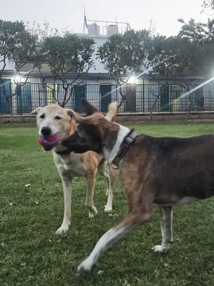 Playful tug-of-war over a favorite toy. Social play like this is excellent for dogs, teaching them sharing and communication skills in a fun way.