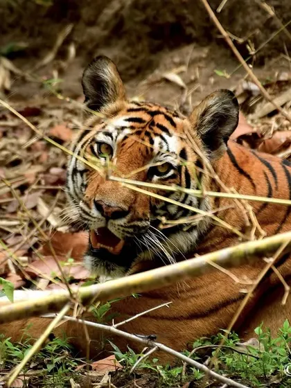 Through the trees, another glimpse of the tigress Ra. The branches and leaves create a natural frame, emphasizing the feeling of getting a secret look into her world.