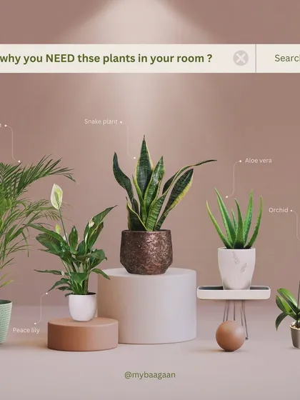 Plants are not just for decor, they are natural air purifiers. This guide shows some of the best plants like Areca Palm and Snake Plant that help clean the air in your room, so you can sleep better and feel healthier.